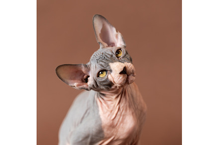 Portrait of cute Sphynx Hairless cat, an Animal Photo by Alexander-Piragis