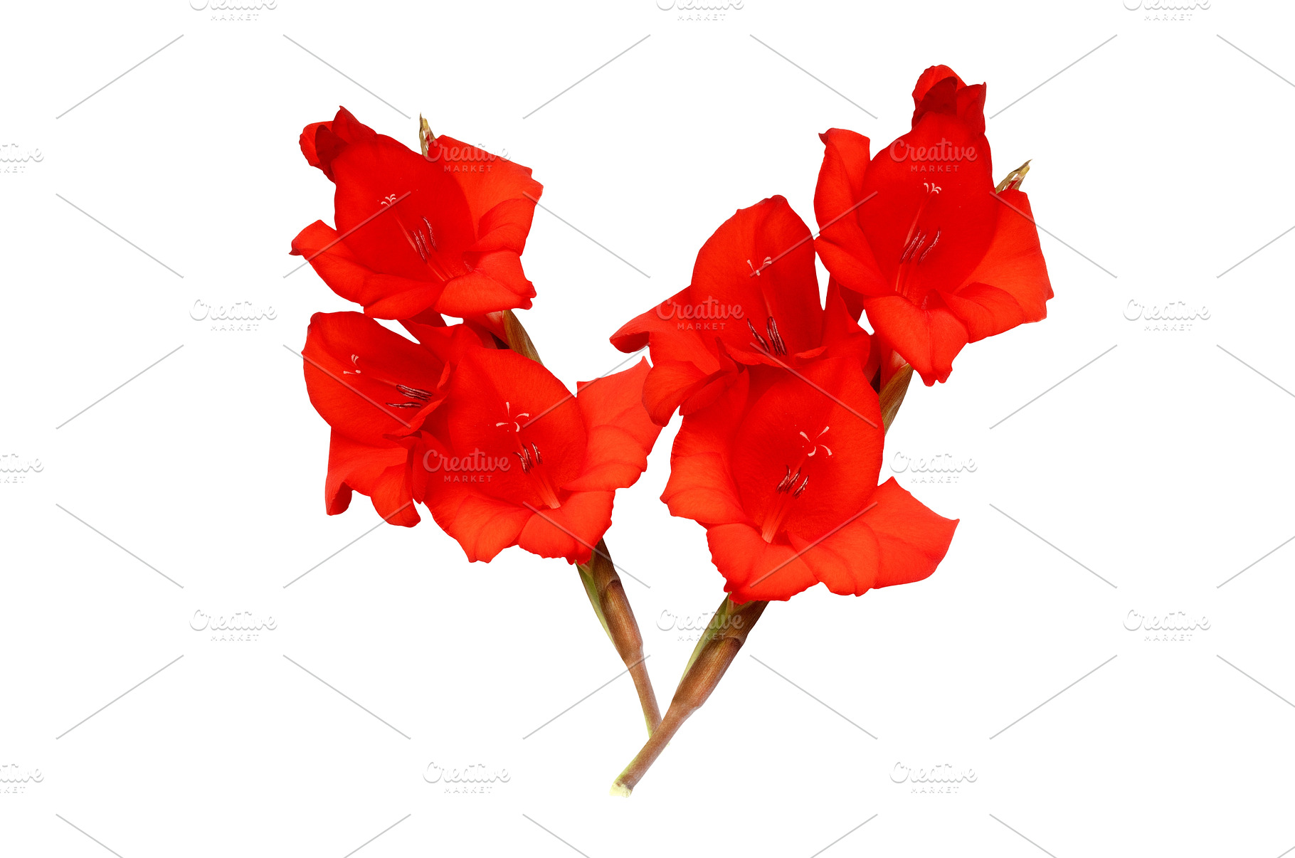 Red flowers petals close-up, a Nature Photo by Pakosta