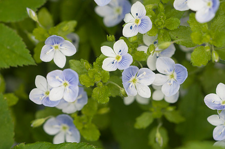 Veronica filiformis flowers, a Nature Photo by Alexander62