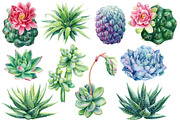 Succulents Botanical Watercolor, a Background Graphic by Hanna Hryharenka (Thumbnail 14 of 15)