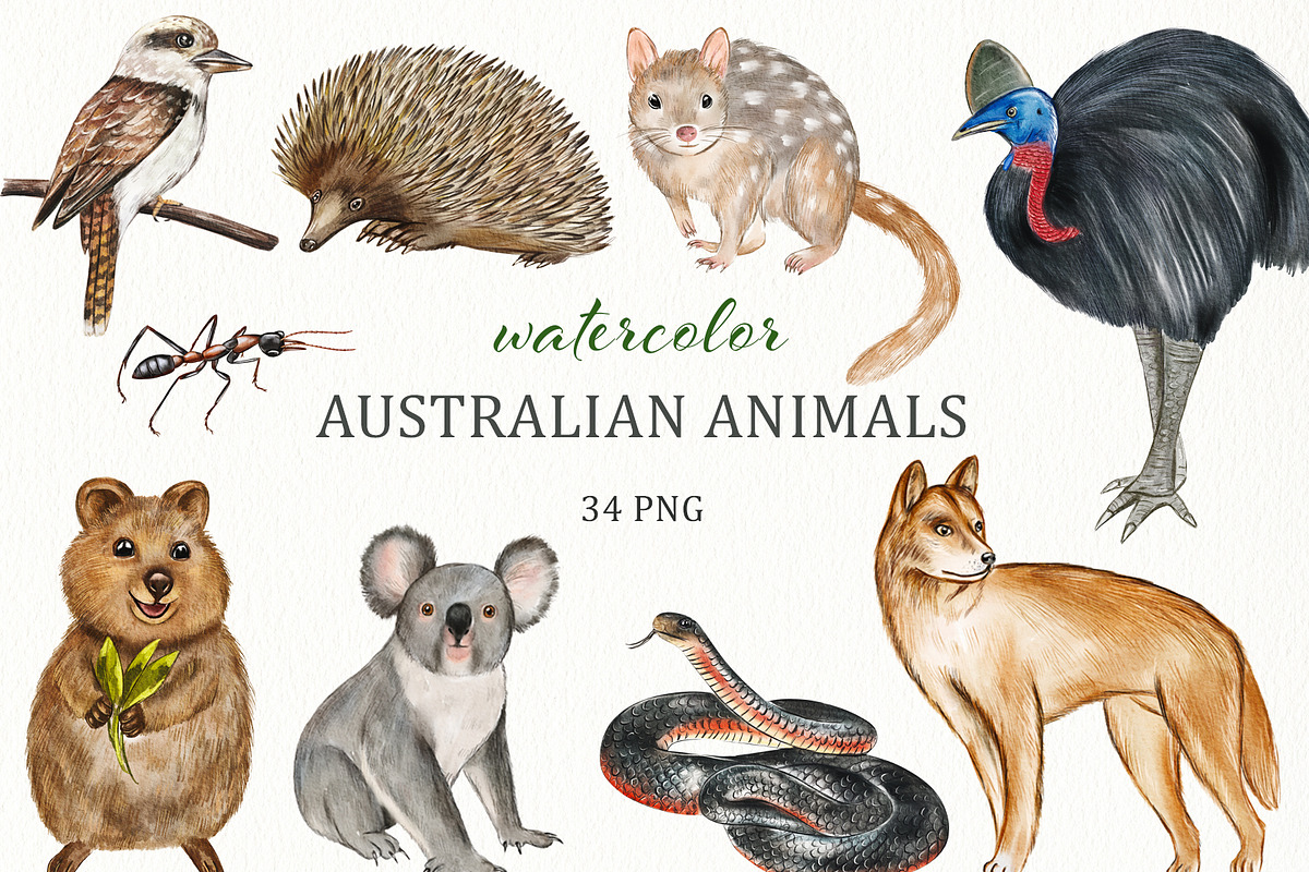 Watercolor Australia Animals Clipart, an Animal Illustration by svetodesign (Photo 1 of 9)