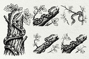 Snake Illustration Set, an Animal Illustration by DENIDigitalArtSudio (Thumbnail 3 of 8)