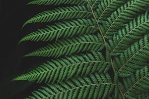 Minimalist Forest Fern Background, a Background Photo by René Jordaan Photography