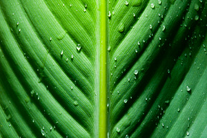 Dramatic Green Leaf Detail, a Nature Photo by THP Creative