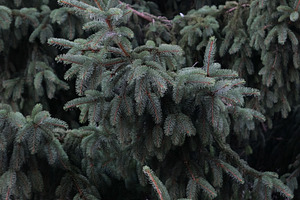 fir tree background full frame, a Photo by WorldOfPhotos
