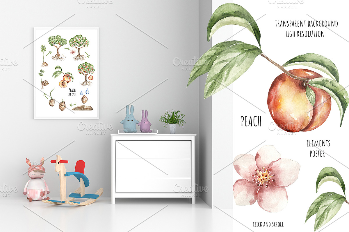 Watercolor Plant Life Cycle, an Education Illustration by MayaNavits (Photo 2 of 10)
