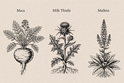 30 Medicinal Herbs & Plants, a Decorative Illustration by Gonez Studio (Thumbnail 8 of 19)
