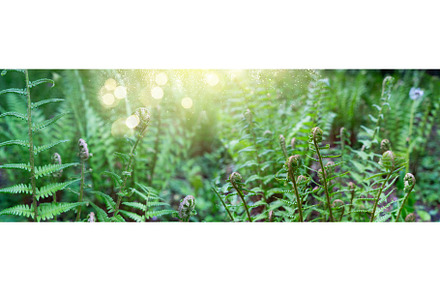Green ferm sprouts under sun featuring fern, grass, and spring, a Nature Photo by Neirfy