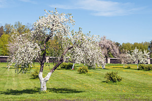 Blossoming apple orchard in spring, a Nature Photo by BOOCYS