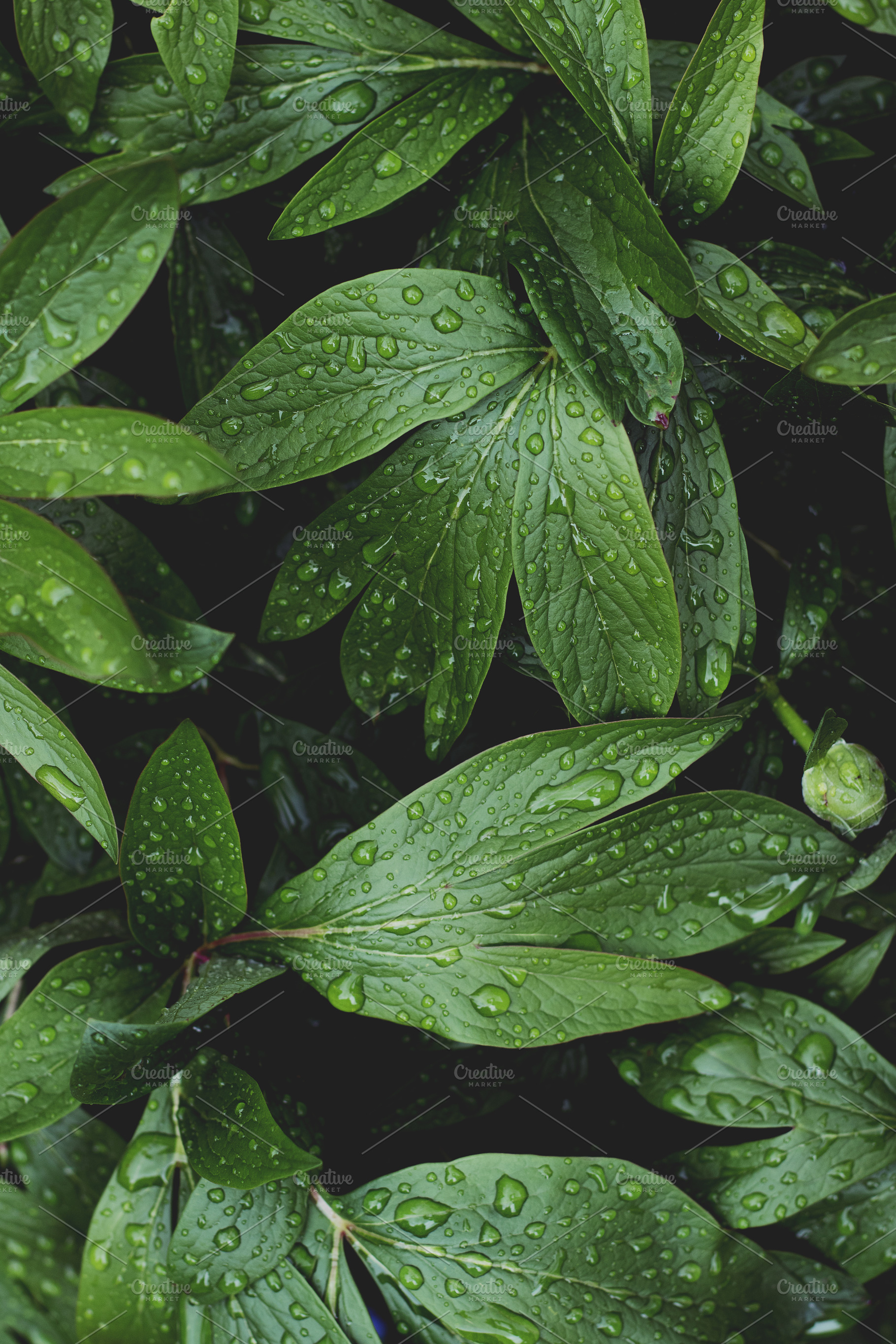 Lush Greenery with Raindrops Photo, a Nature Photo by René Jordaan Photography