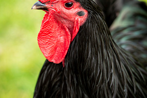 Black Rooster Portrait, an Animal Photo by THP Creative