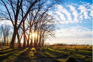 Sunbeams Shining Through Row of Bare, a Nature Photo by Pakosta
