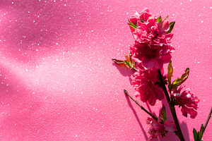 Vibrant pink cherry blossoms on branches set against a sparklin, a Nature Photo by Ales Munt