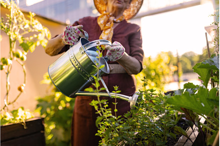 Senior woman taking care of tomato, a Nature Photo by HalfPoint