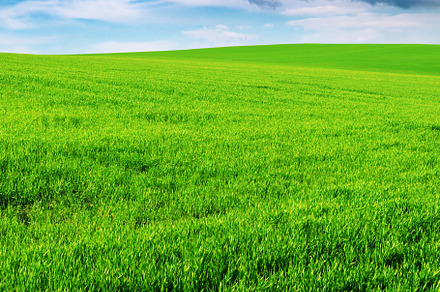 meadow, a Nature Photo by Serg64