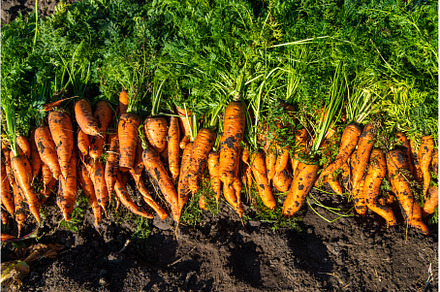 Carrot harvest in the garden, a Food & Drink Photo by yanadjana