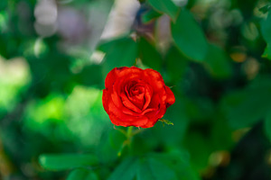 Red Rose in Bloom, a Nature Photo by Ales Munt