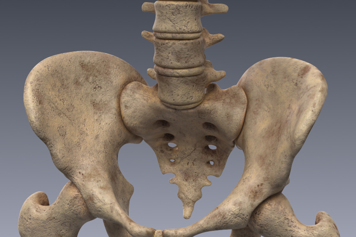 Human skeleton rigged, a Characters & Person 3D Model by konstantin.ermolaev (Photo 6 of 27)