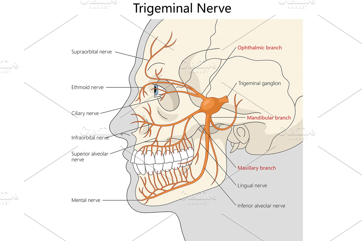 Diagram of Trigeminal Nerve and, a Healthcare Illustration by AlexArt