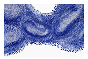 Bimo 2 Co. Organic Abstractions, a Texture Illustration by milatovar (Thumbnail 11 of 20)