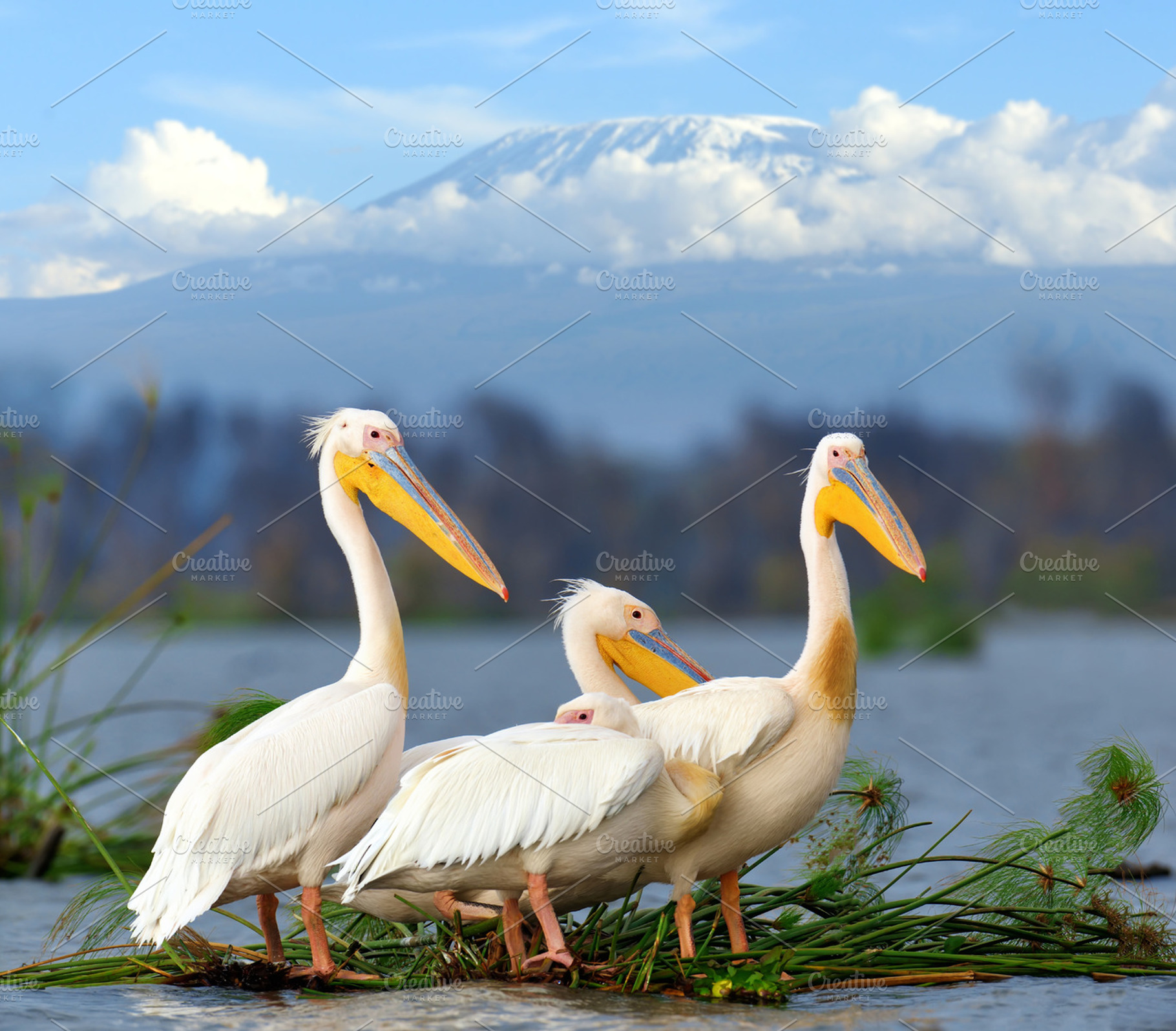 Pelican featuring pelican, bird, and nature, an Animal Photo by Byrdyak