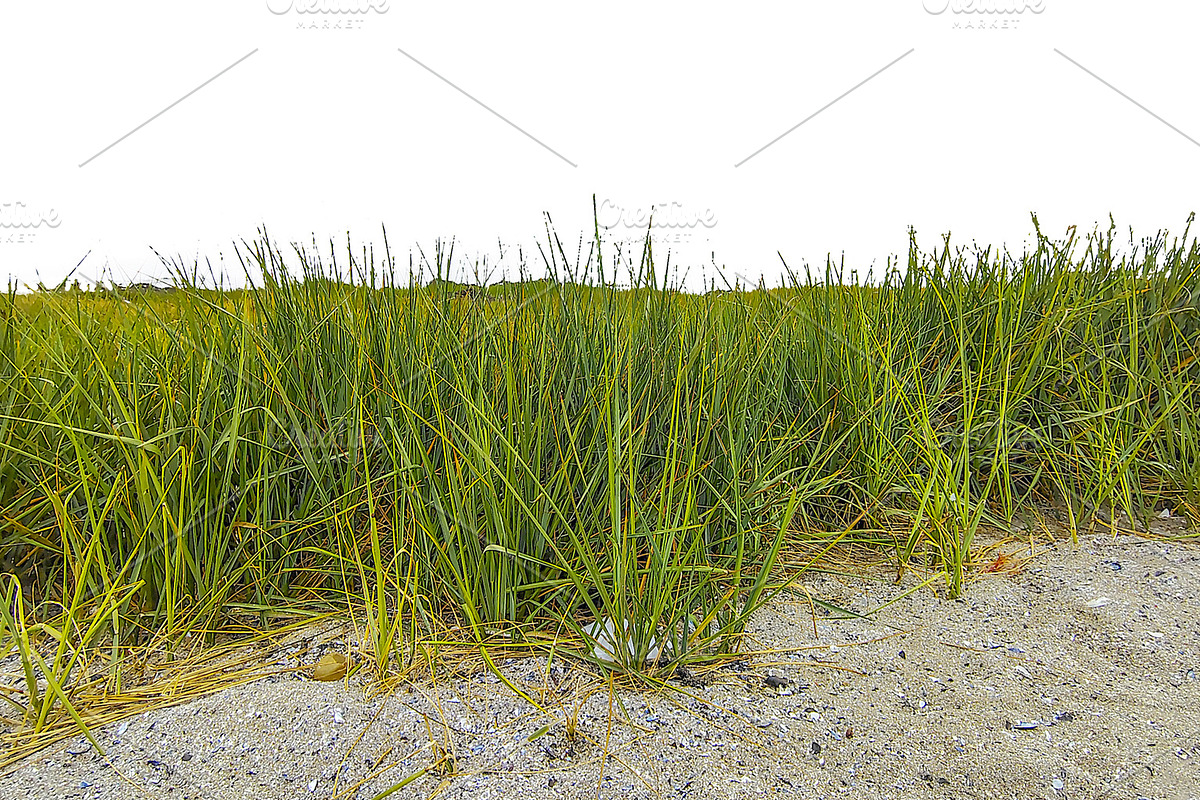 Waterfront grass and sand isolated photo, a Nature Photo by DanFLCreativo (Photo 2 of 2)