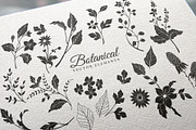 Hand Drawn Botanical Vector Elements, an Illustration by Solana (Thumbnail 3 of 5)