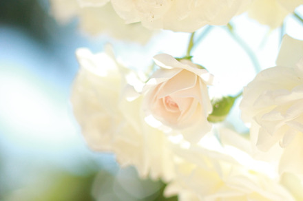 Botanical garden featuring flowers, floral, and nature