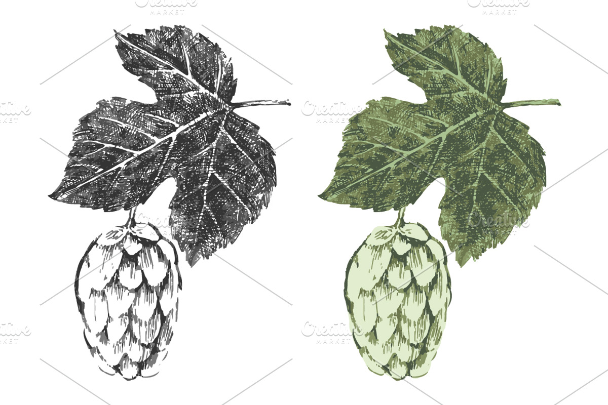hop and seamless patterns, a Food Illustration by handsketched