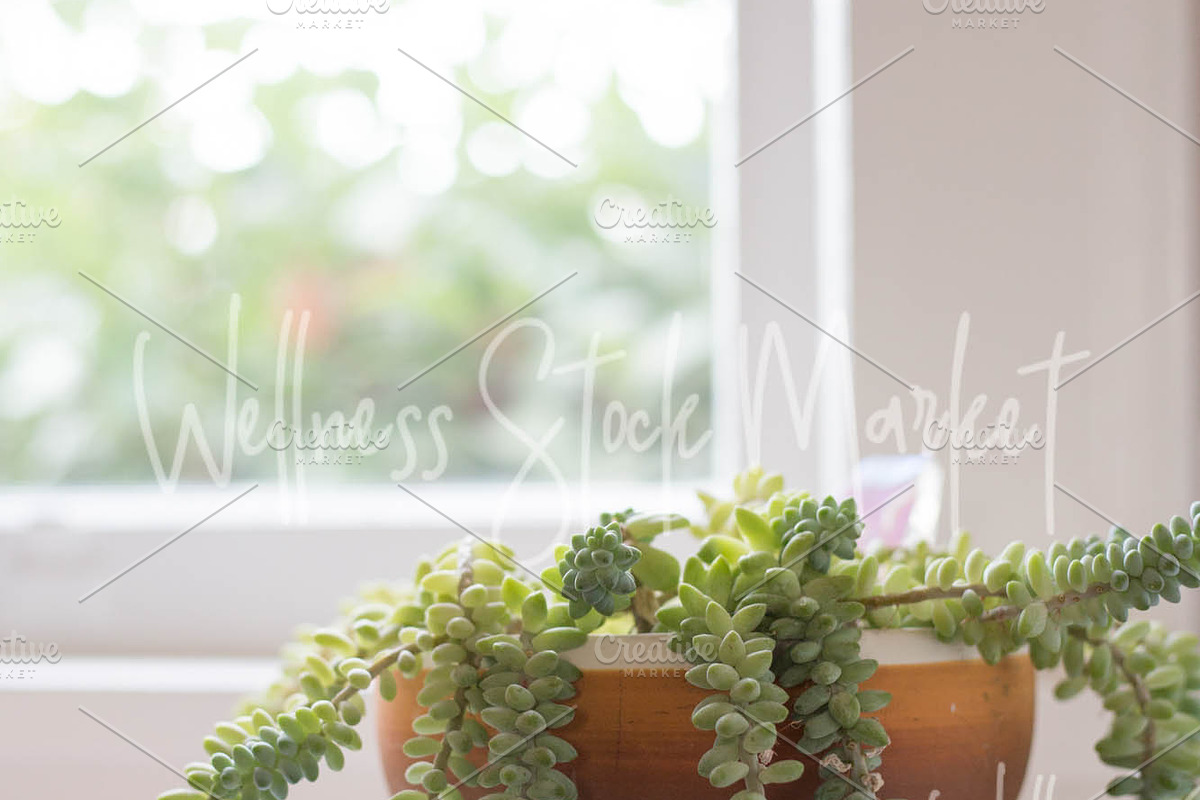Holistic Lifestyle Bundle (Green), a Health & Medical Photo by Wellness Stock Market (Photo 11 of 37)