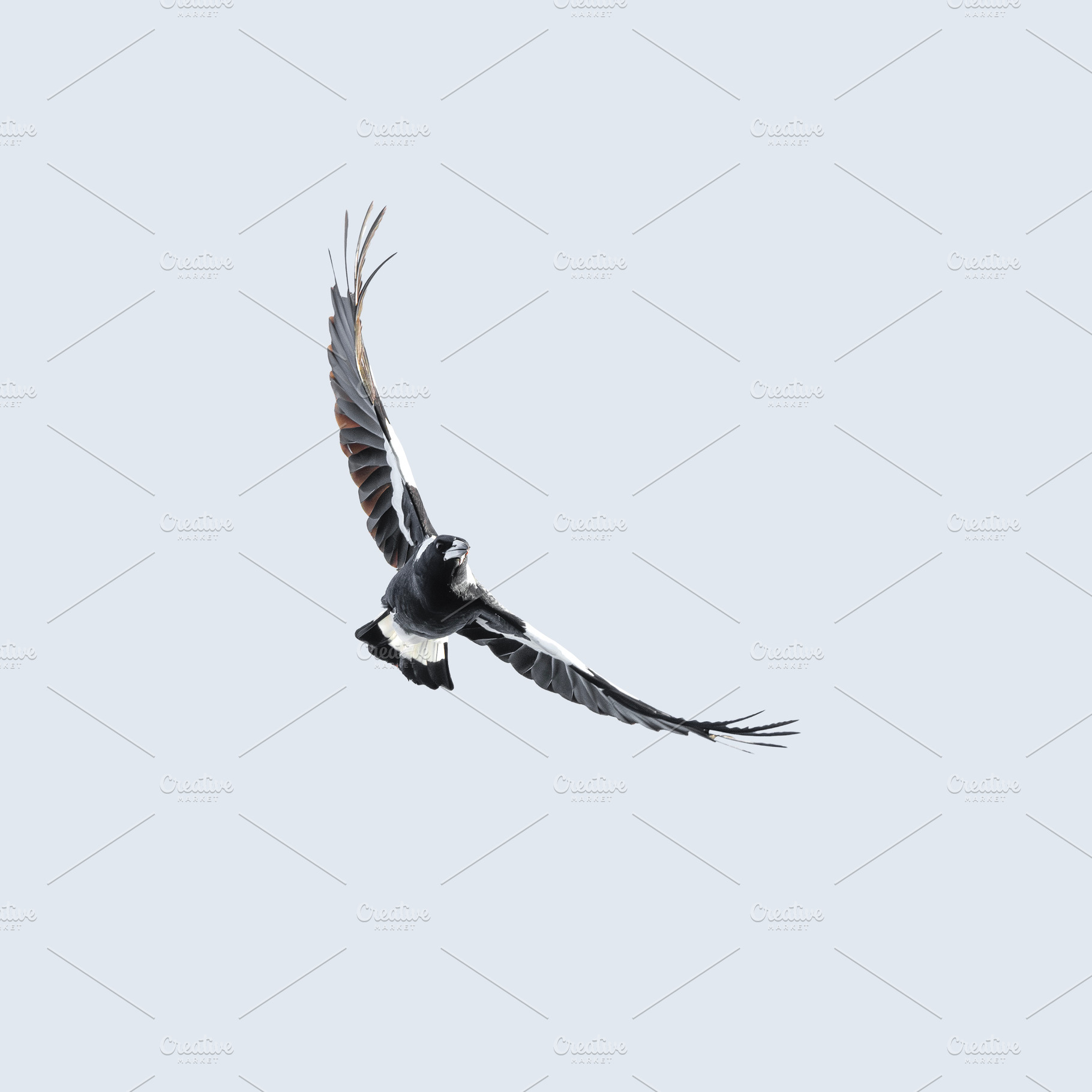 Australian Magpie in flight, an Animal Photo by Rob D Animal Photography