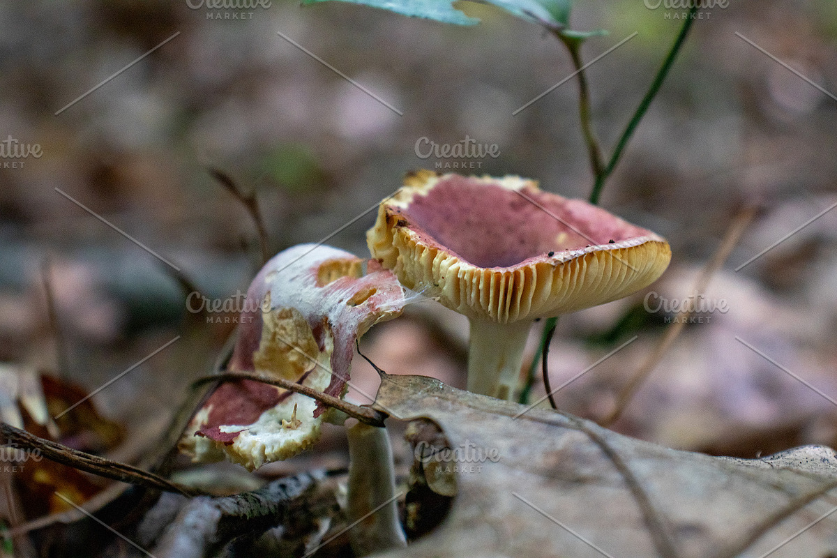 Mushrooms In The Forest Photography, a Nature Photo by Full Circle Design Studio (Photo 7 of 38)