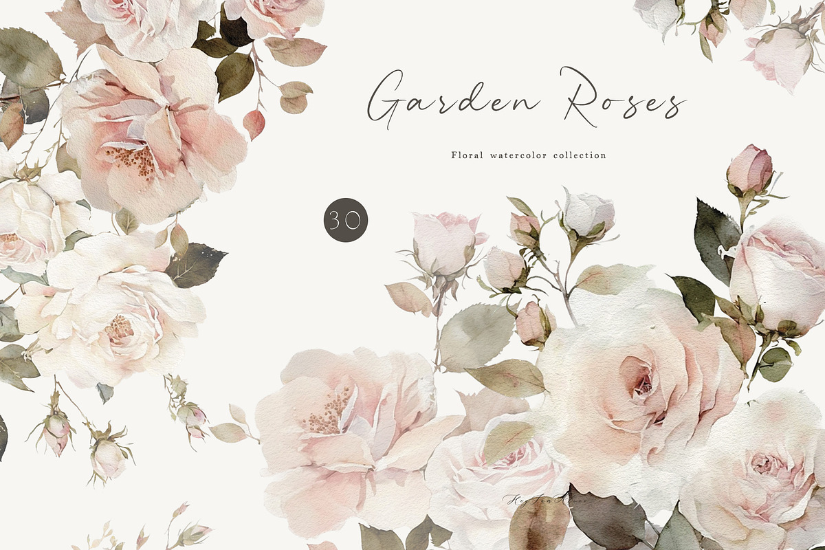 Garden Roses, a Decorative Illustration by heyiamalice (Photo 1 of 10)