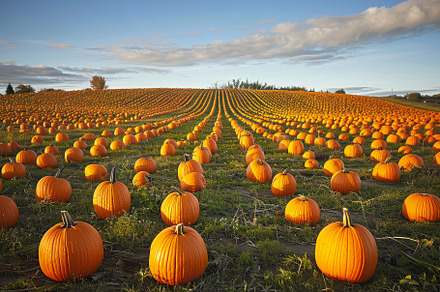 A large field filled with vibrant pu, a Photo by Iftikhar Alam