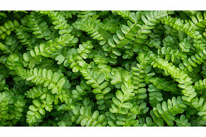 Vibrant green fern fronds forming, a Nature Photo by Lermont51