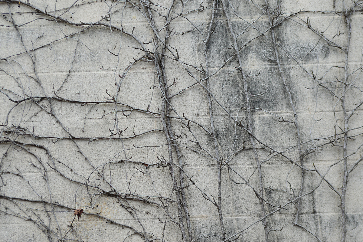 Dead Vine Texture on Cinder Block, a Photo by Texture Pics (Photo 1 of 2)