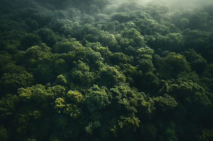 Aerial top view of green forest and green trees, a Nature Photo by AlyaAnd
