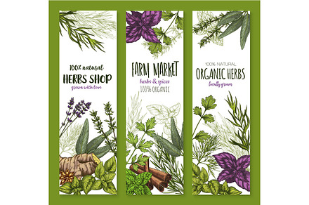 Herb and spice, natural food sketch banner set, a Food Illustration by Vector Tradition