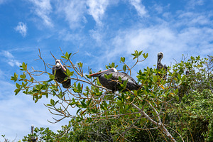 Brown pelicans perched in the trees of Isabela Island, Galapagos, an Animal Photo by GoodGoods