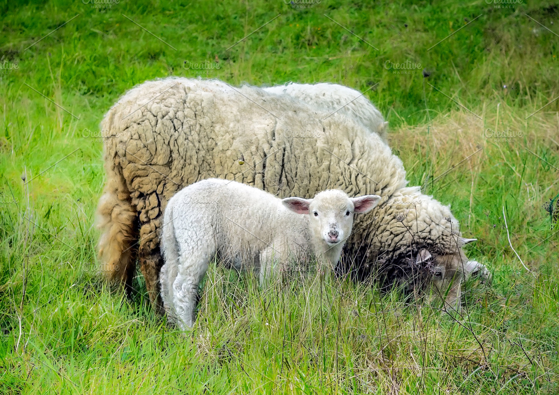 Mother sheep and her lamb in spring, an Animal Photo by JCB Photogr@phics