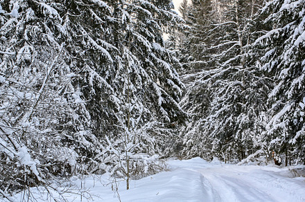 Winter landscape with soft selective focus. Fir in the snowy forest., a Nature Photo by sabyna75