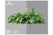 70 Assorted Plants Photo Overlays, a Nature Photo by KenScape (Thumbnail 2 of 4)