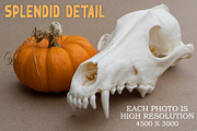 Autumn Themed Still Life Reference, a Holiday Photo by Lane Draws (Thumbnail 5 of 6)