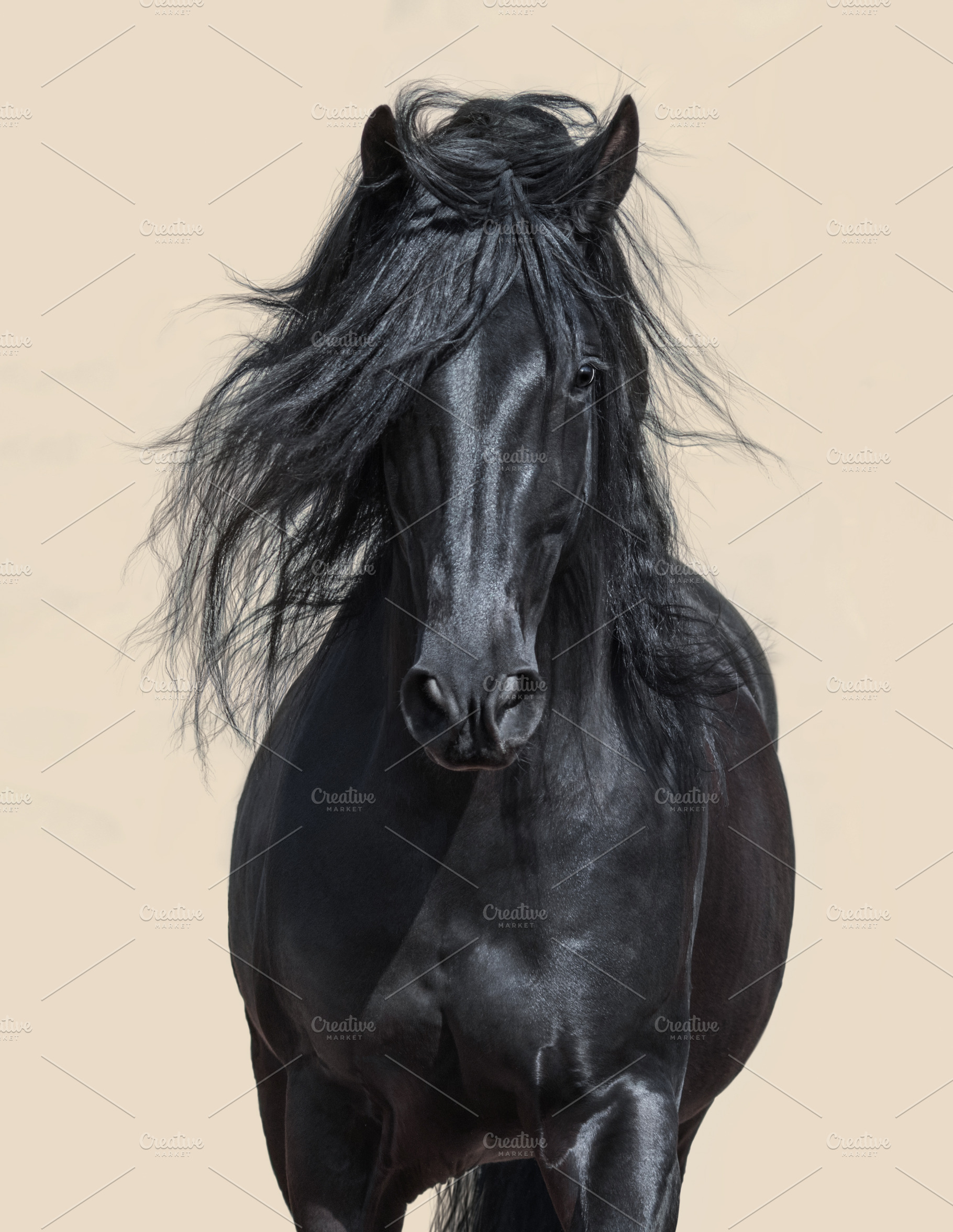 Black Andalusian Horse, an Animal Photo by Horses and Dogs