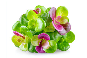 Fresh organic radish microgreens on, a Food & Drink Photo by ZinetroN