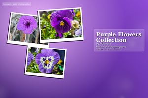 Purple Flowers Collection