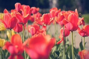 Field of red flowers stock photo containing nature and color