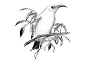 Bird Vector. Engraving illustration, an Animal Illustration by Tettygreen (Thumbnail 1 of 3)