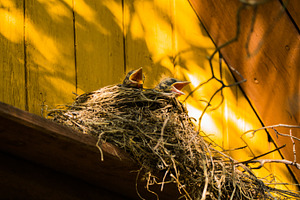 Nest with chicks blackbird featuring nest, blackbird, and children