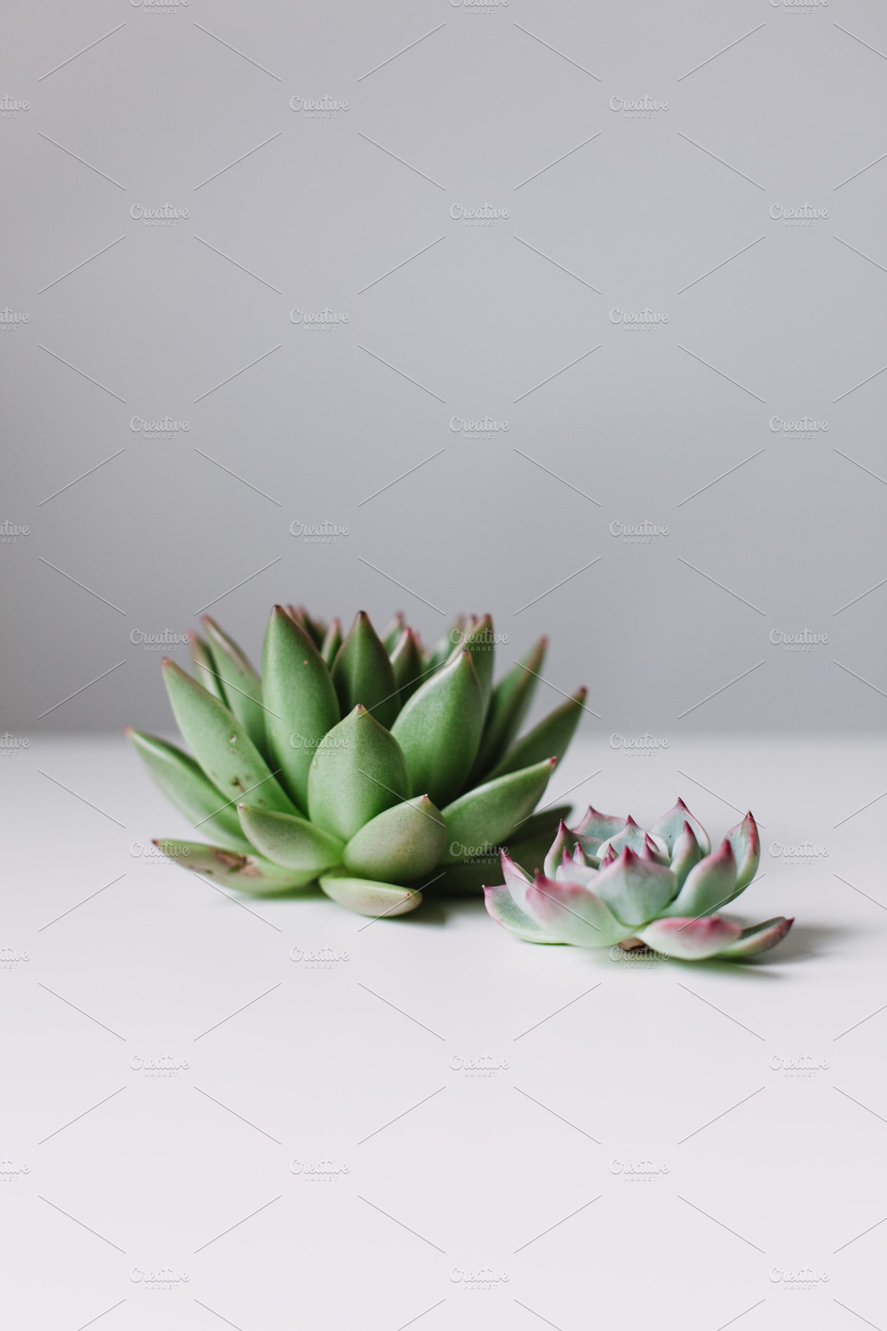 Succulent duo ii containing succulent, plant, and green, an Arts & Entertainment Photo by Light & Grace
